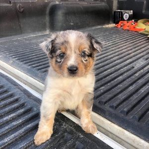 Meet your Posher, Paul j